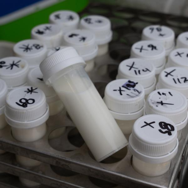 Δείγματα Αναλύσεων Γάλακτος